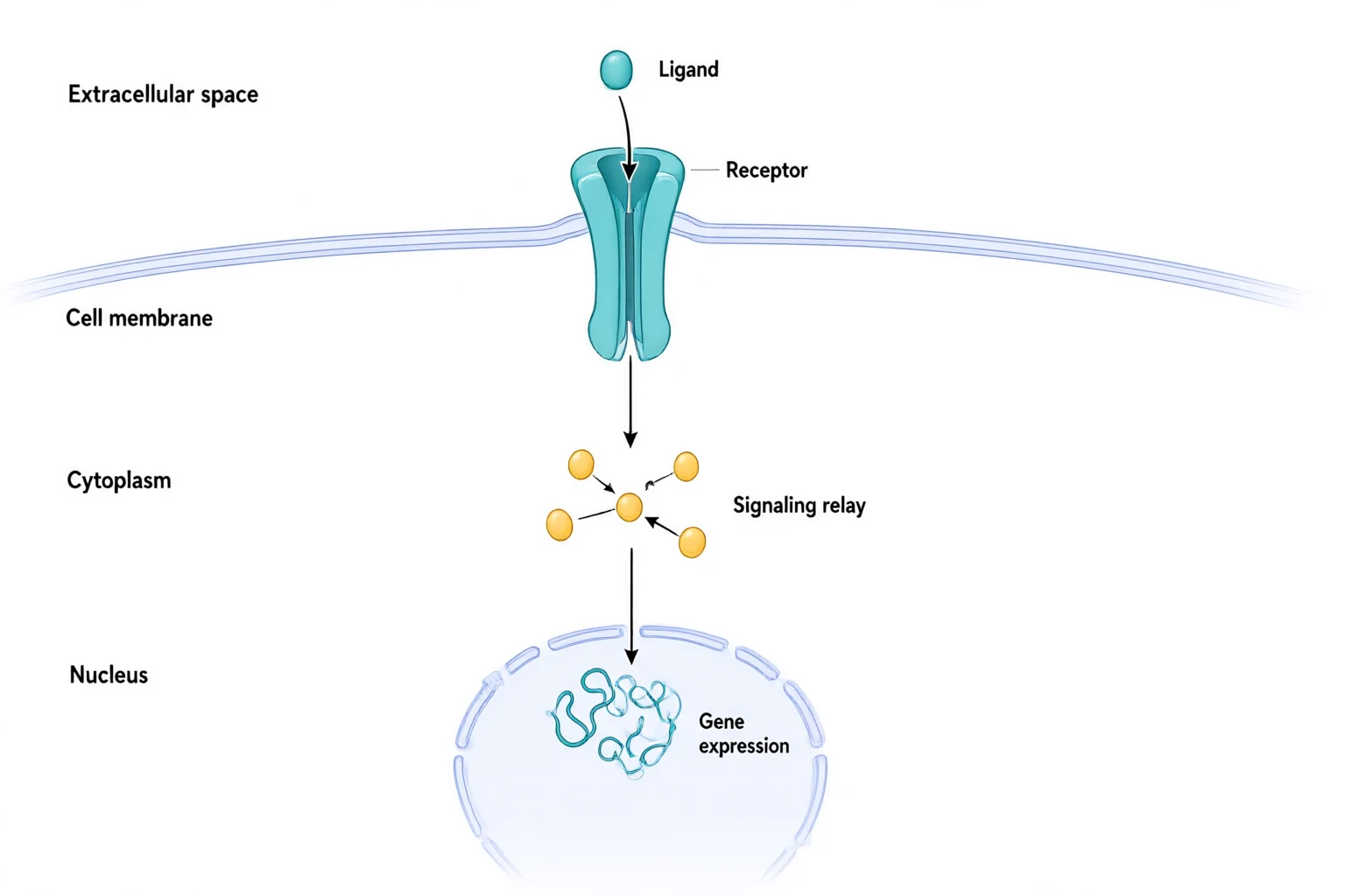Extracellular ligand above a membrane receptor, with arrows through a cytoplasmic relay toward gene expression in the nucleus.